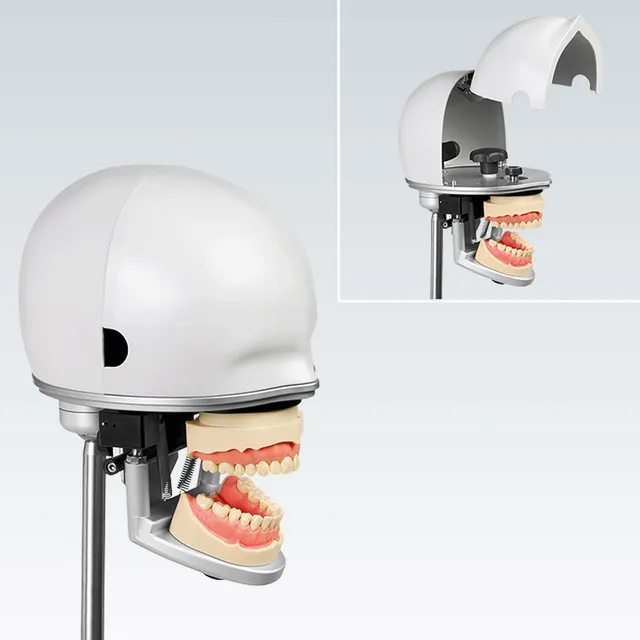 galit-rk-2-phantomkopf-dental-trainingsmodell image 1