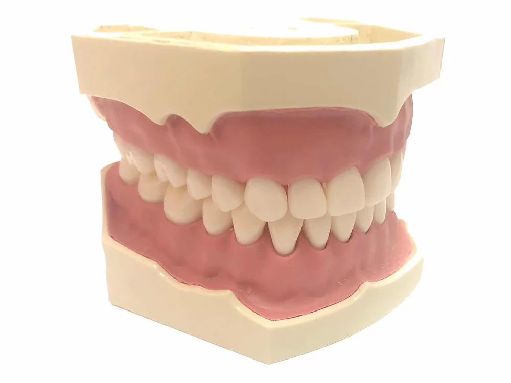galit-ag-3-zahnmodell-dental-trainingsmodell-kiefer image 1